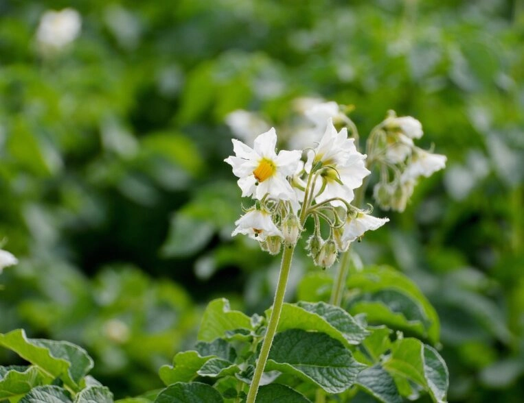 BP Responsable de productions Légumières, Florales, Fruitières et Pépinières