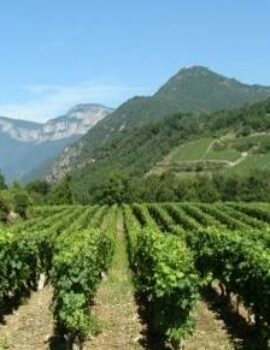 BTSA Viticulture Œnologie à distance