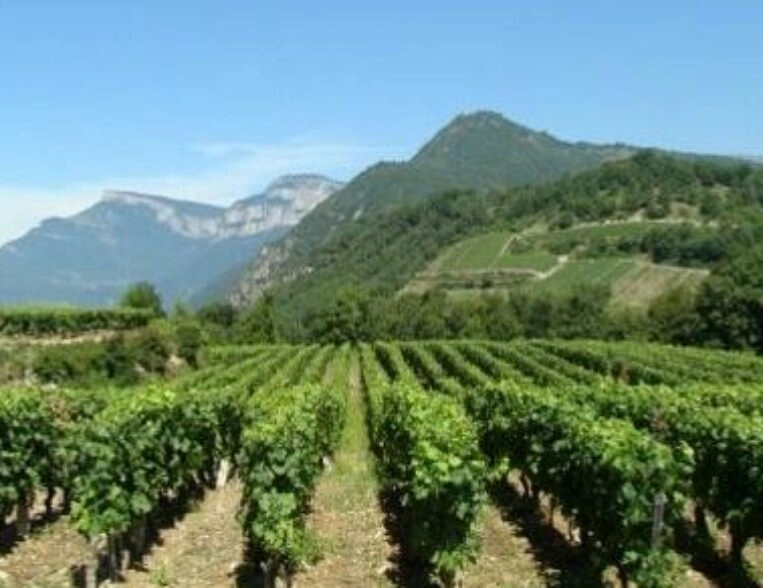 BTSA Viticulture Œnologie à distance