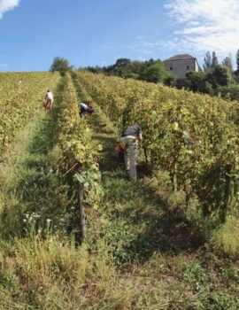 BTSA Viticulture Œnologie à distance